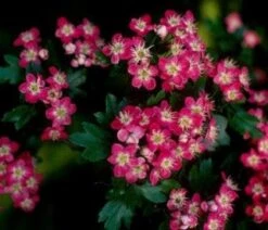 Rode Meidoorn Als Leiboom (Crataegus 'Paul's Scarlet') -Planten Verkoopwinkel 20110201103926 5 1
