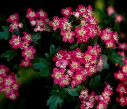 Rode Meidoorn Als Leiboom (Crataegus 'Paul's Scarlet') 3 Rode Meidoorn Als Leiboom (Crataegus 'Paul's Scarlet') - Afbeelding 3