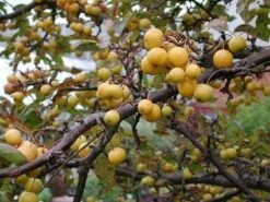 Sierappel Als Leiboom (Malus 'Golden Hornet') -Planten Verkoopwinkel 20110201105147 3 3
