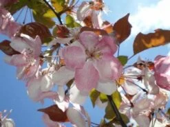 Sierappel Als Leiboom (Malus 'Rudolf') -Planten Verkoopwinkel 20110201105708 3