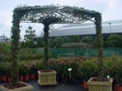 Klimop Als Prieel (Hedera Hibernica) -Planten Verkoopwinkel 20110201130203 1 2