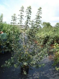 Veldesdoorn Als Haag (Acer Campestre) 5 Veldesdoorn Als Haag (Acer Campestre) -Planten Verkoopwinkel 20110214170842 9