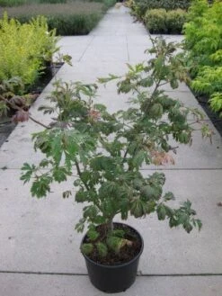 Japanse Esdoorn (Acer Japonicum 'Aconitifolium') -Planten Verkoopwinkel 20110214171717 10