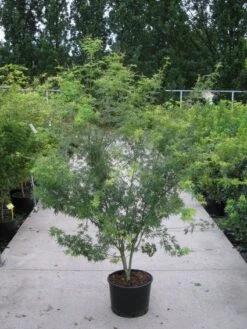 Japanse Esdoorn (Acer Palmatum 'Seiryu') -Planten Verkoopwinkel 20110215152040 6