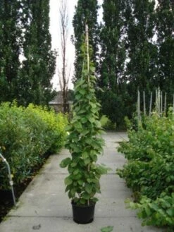 Sierkiwi (Actinidia Kolomikta) -Planten Verkoopwinkel 20110215154225 2