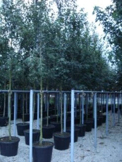 Krentenboom (Amelanchier Arborea 'Robin Hill') -Planten Verkoopwinkel 20110215154853 10