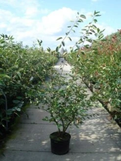 Krentenboom Als Struik (Amelanchier Lamarckii) -Planten Verkoopwinkel 20110215155125 13