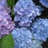 Hortensia (Hydrangea 'Endless Summer' Blauw) -Planten Verkoopwinkel 20110702112219 2 1