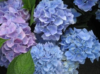 Hortensia (Hydrangea 'Endless Summer' Blauw) 1 Hortensia (Hydrangea 'Endless Summer' Blauw)
