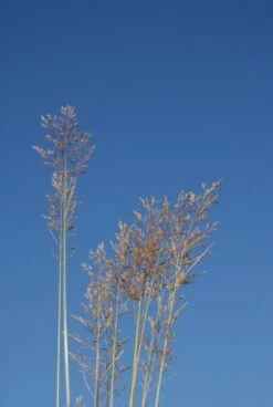 Diamantgras (Calamagrostis Brachytricha)