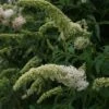 Vlinderstruik (Buddleja Davidii 'White Profusion') -Planten Verkoopwinkel 20110731134410 3