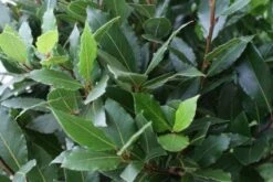 Echte Laurier Op Stam (Laurus Nobilis) -Planten Verkoopwinkel 20110822170724 4