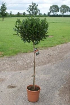 Echte Laurier Op Stam (Laurus Nobilis) -Planten Verkoopwinkel 20110822170745 4 1