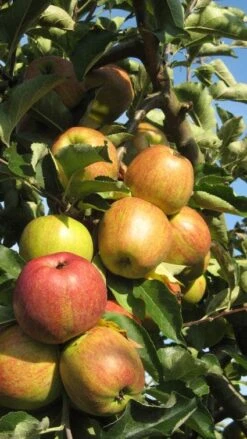 Appelboom (Malus Domestica ) -Planten Verkoopwinkel 20110905151704 5