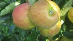 Appelboom (Malus Domestica 'Elstar') -Planten Verkoopwinkel 20110905154809 6