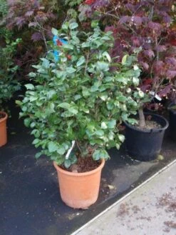 Camelia (Camellia, Wit) -Planten Verkoopwinkel 20110919164930 5