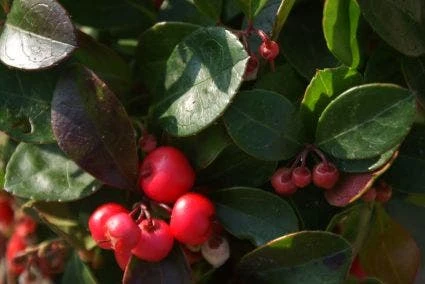 Bergthee / Patrijzenbes (Gaultheria Procumbens) 3 Bergthee / Patrijzenbes (Gaultheria Procumbens) - Afbeelding 3
