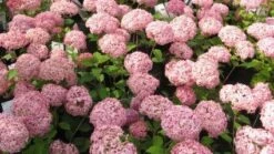 Hortensia (Hydrangea 'Pink Annabelle') -Planten Verkoopwinkel 20111219093740 1