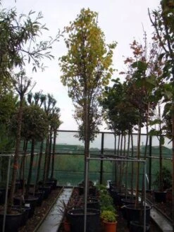 Judasboom (Cercis Siliquastrum) -Planten Verkoopwinkel 20120110164015 10 1