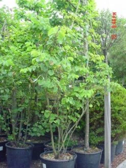 Judasboom Als Struik (Cercis Siliquastrum) -Planten Verkoopwinkel 20120110165223 8