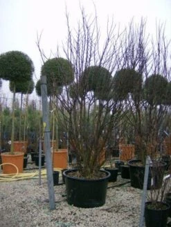 Judasboom Als Struik (Cercis Siliquastrum) -Planten Verkoopwinkel 20120110165233 8