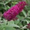 Vlinderstruik (Buddleja 'Miss Ruby') -Planten Verkoopwinkel 20120123135252 1 1
