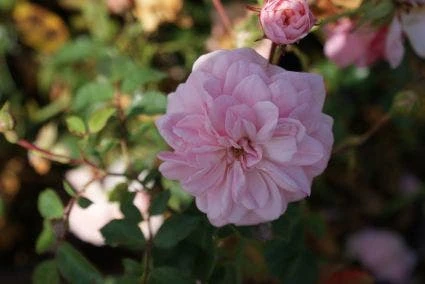 Trosroos (Rosa 'Bonica 82') 2 Trosroos (Rosa 'Bonica 82') - Afbeelding 2