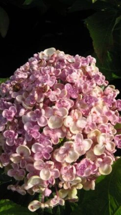 Seringhortensia (Hydrangea Macrophylla 'Ayesha') -Planten Verkoopwinkel 20120202134624 2 1