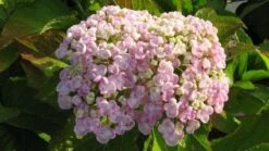 Seringhortensia (Hydrangea Macrophylla 'Ayesha') -Planten Verkoopwinkel 20120202134706 2 1
