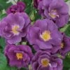 Roos (Rosa 'Rhapsody In Blue') -Planten Verkoopwinkel 20120207104847 1 1