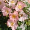 Miniklimroos (Rosa 'Open Arms') -Planten Verkoopwinkel 20120207105027 1 1