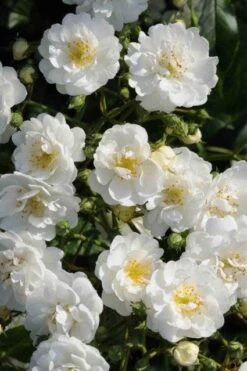 Miniklimroos (Rosa 'Guirlande D'Amour')