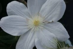 Bosrank (Clematis 'Madame Le Coultre') -Planten Verkoopwinkel 20120211110333 1