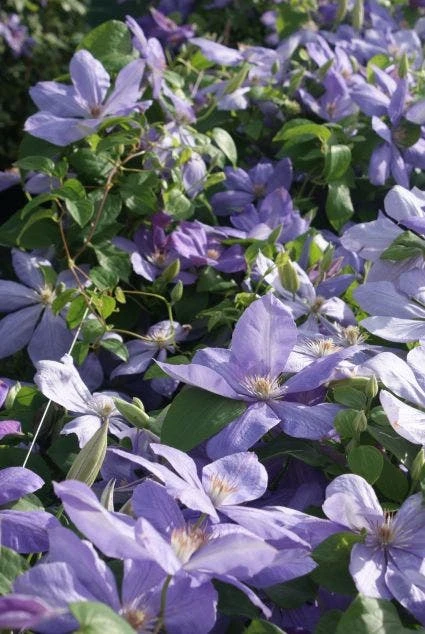 Bosrank (Clematis 'Mrs Cholmondeley') 7 Bosrank (Clematis 'Mrs Cholmondeley') - Afbeelding 7