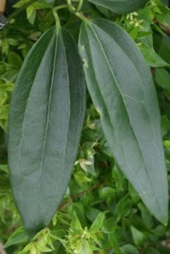 Bosrank, Groenblijvend (Clematis Armandii) -Planten Verkoopwinkel 20120211132337 5 1