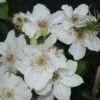 Bosrank (Clematis 'Destiny') -Planten Verkoopwinkel 20120211135324 1