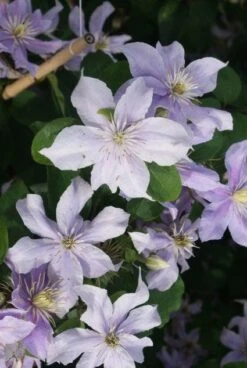 Bosrank (Clematis 'Justa') -Planten Verkoopwinkel 20120211142234 1