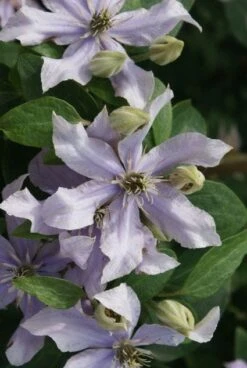 Bosrank (Clematis 'Justa') -Planten Verkoopwinkel 20120211142323 1 1