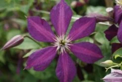 Bosrank (Clematis 'Mikelite') -Planten Verkoopwinkel 20120211142737 1 2