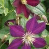 Bosrank (Clematis 'Mikelite') -Planten Verkoopwinkel 20120211142757 1