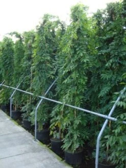 Blauwe Regen (Wisteria Sinensis) -Planten Verkoopwinkel 20120213094040 13