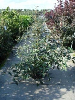 Sneeuwbal (Viburnum Bodnantense 'Dawn') -Planten Verkoopwinkel 20120213095450 1 2