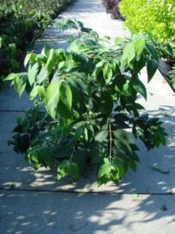 Sneeuwbal (Viburnum Plicatum 'Mariesii') 7 Sneeuwbal (Viburnum Plicatum 'Mariesii') -Planten Verkoopwinkel 20120213095850 10 2