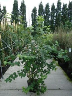 Sneeuwbal (Viburnum Opulus 'Roseum') -Planten Verkoopwinkel 20120213095949 9 2