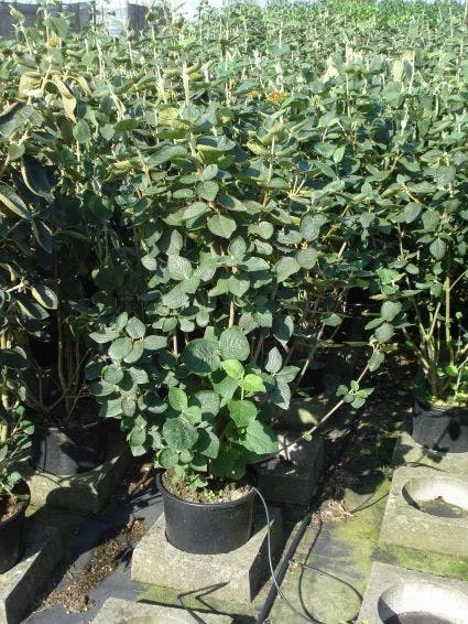 Wollige Sneeuwbal, Bosplantsoen (Viburnum Lantana) 1 Wollige Sneeuwbal, Bosplantsoen (Viburnum Lantana)