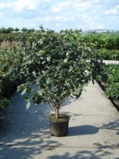 Sneeuwbal (Viburnum Carlcephalum) -Planten Verkoopwinkel 20120213100404 11