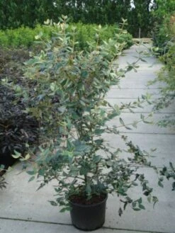 Sneeuwbal (Viburnum Burkwoodii) -Planten Verkoopwinkel 20120213100608 14 1