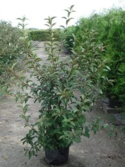 Sneeuwbal (Viburnum Bodnantense 'Charles Lamont') -Planten Verkoopwinkel 20120213100726 4 1