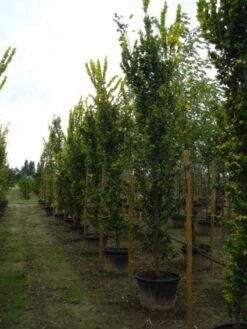 Goudiep (Ulmus Hollandica 'Wredei') -Planten Verkoopwinkel 20120213100818 9 1