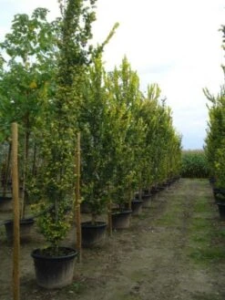 Goudiep (Ulmus Hollandica 'Wredei') -Planten Verkoopwinkel 20120213100842 9 1